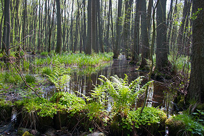 Sumpfgebiet im Plauer Stadtwald